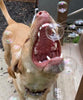 Burbujas Para Perro Sabor Tocino Mascota