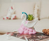 Hercules Pegasus Suculenta Planta Decorativa
