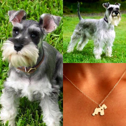 Collar De Perro (schnauzer)