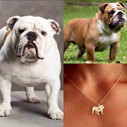 Collar De Perro (BULL DOG)
