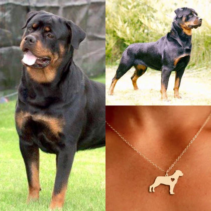 Collar De Perro (rottweiler)