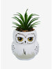 Harry Potter Hedwig Planta Suculenta