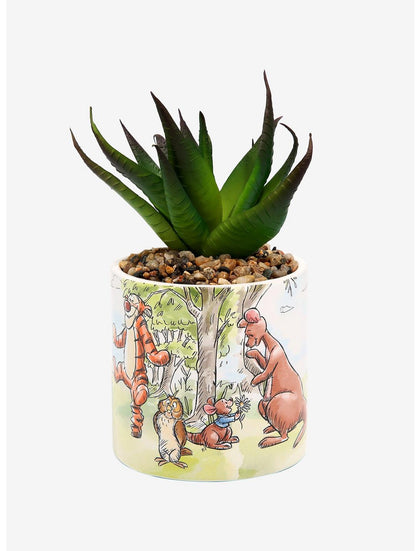 Winnie Pooh Plantas Suculenta