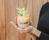 Winnie Pooh Planta Suculenta Tarro Miel