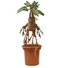 Harry Potter Peluche Electronico Planta Mandrake