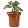 Harry Potter Peluche Electronico Planta Mandrake