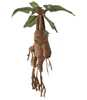 Harry Potter Peluche Electronico Planta Mandrake