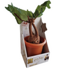 Harry Potter Peluche Electronico Planta Mandrake