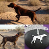 Collar De Perro (POINTER ALEMAN)