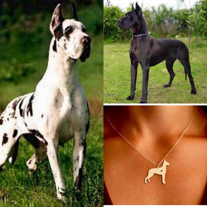 Collar De Perro (Gran Danes)