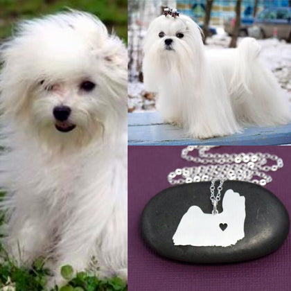 Collar De Perro (MALTES)